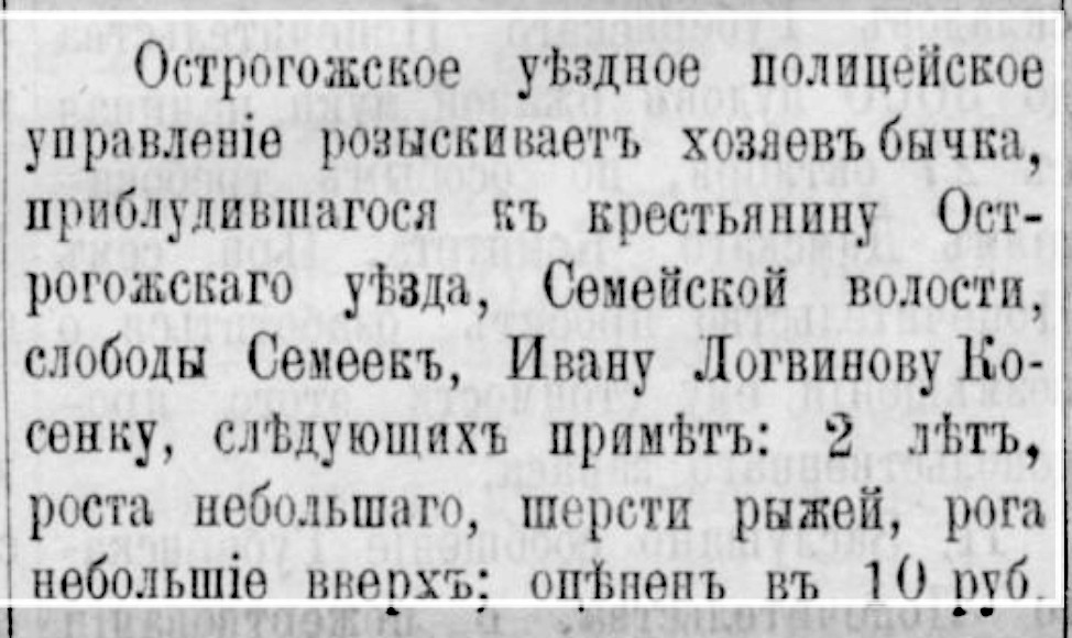 Приблудившийся бычок у Ивана Косенко из слободы Семейки
